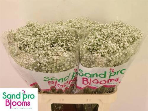 Gypsophila paniculata Optimus