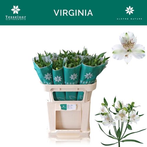 Alstroemeria 'Virginia'
