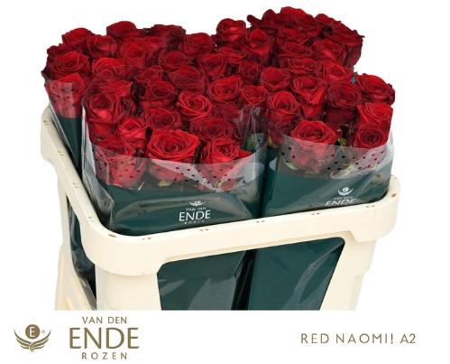 Rosa grootbloemig Red Naomi!