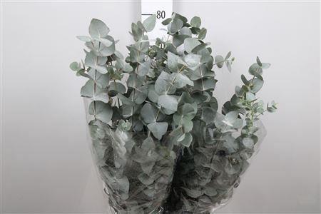 Eucalyptus per bos cinerea