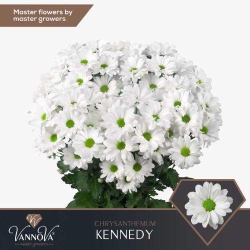Chrysanthemum Indicum Grp tros Kennedy
