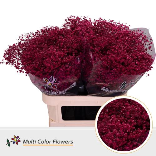 Gypsophila overig kleurbehandeld H%