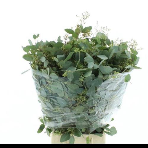 Eucalyptus per bos polyanthemos (fruit)