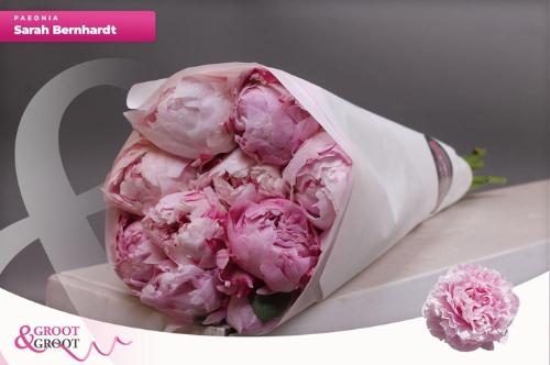 Paeonia Lactiflora Grp 'Sarah Bernhardt'