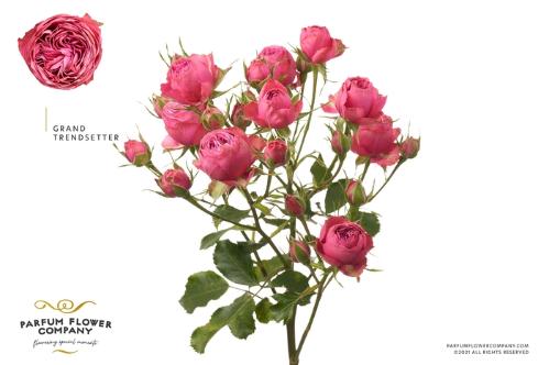 Rosa tros Grand Trendsetter