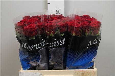 Rosa grootbloemig Red Naomi!