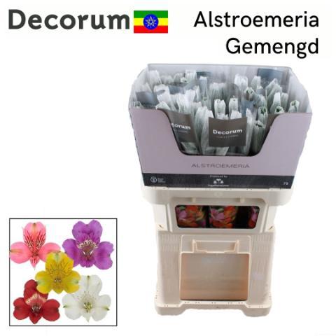 Alstoemeria gemengd in fust