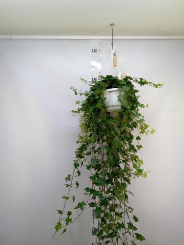 Hedera helix 'Pittsburgh'