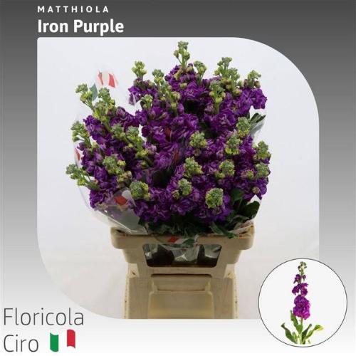 Matthiola incana 'Iron Purple'