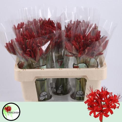 Nerine Sarniensis Grp 'Lydia'