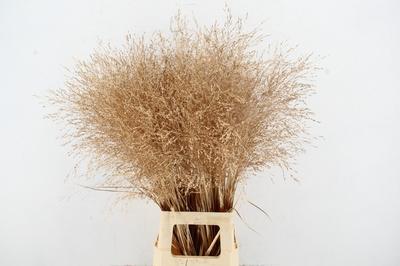 Siergras kleurbehandeld H%