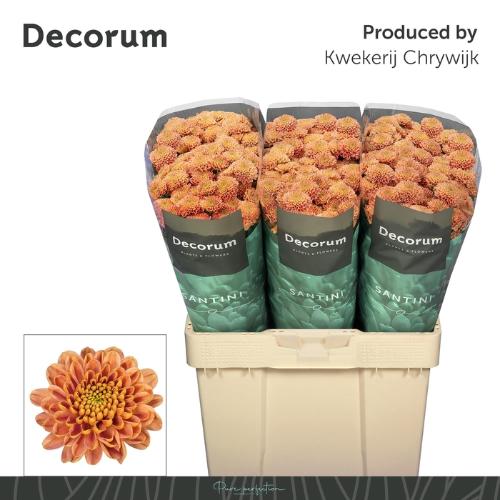 Chrysanthemum (Indicum Grp) tros santini Ellison Peach