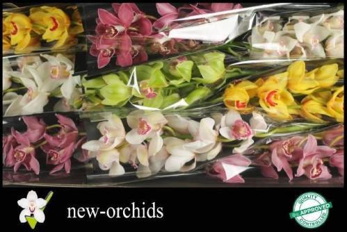 Cymbidium grootbloemig per tak gemengd