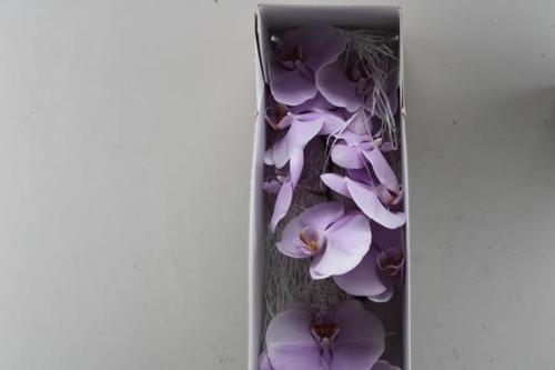 Solidago Carzan Glory