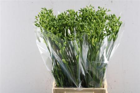 Freesia enkelbloemig 'White River'
