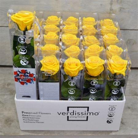 Rosa grootbloemig kleurbehandeld H%