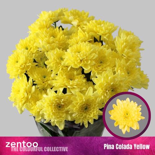 Chrysanthemum (Indicum Grp) tros Pina Colada Yellow