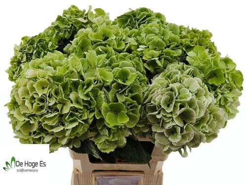 Hydrangea macrophylla Noordpool (classic)