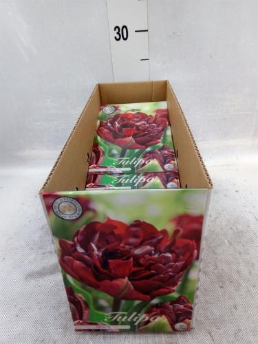 Tulipa (bol)