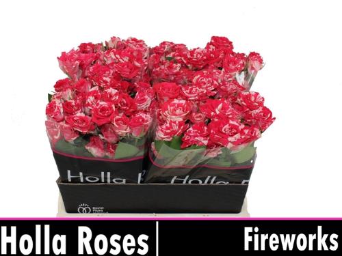 Rosa tros Fireworks