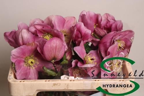 Helleborus Aarendelle Bella Pink