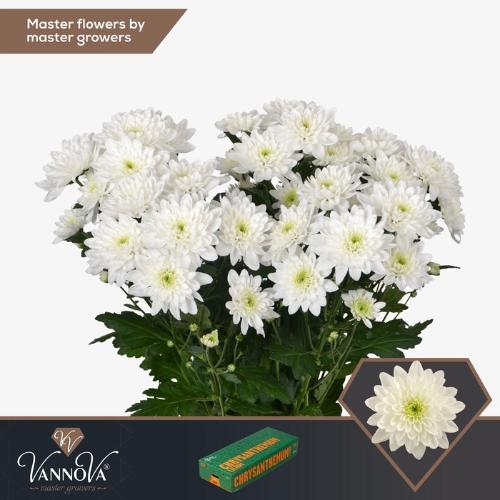 Chrysanthemum Indicum Grp tros Olaf