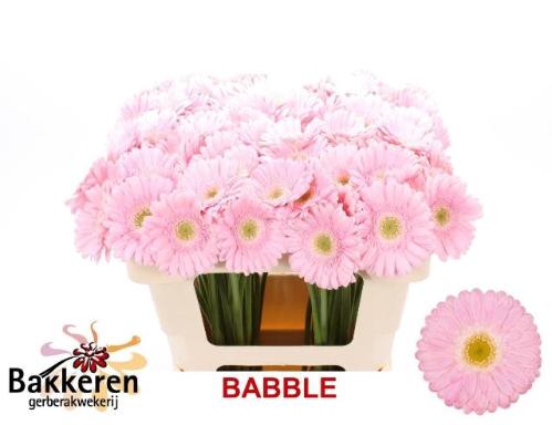 Gerbera mini 'Babble'