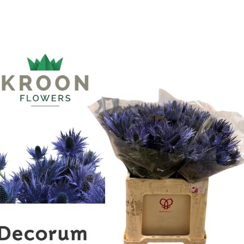 Eryngium x zabelii 'Donard Variety'