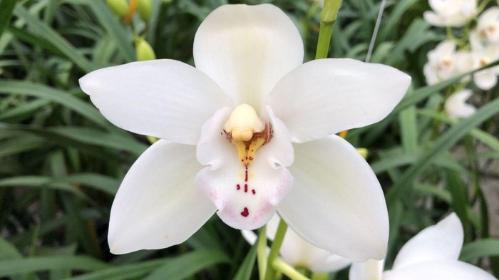 Cymbidium mini Swan Lake 'Margot'