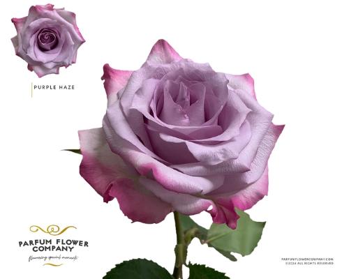 Rosa grootbloemig Purple Haze