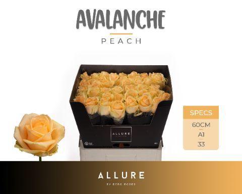 Rosa grootbloemig Avalanche Peach+