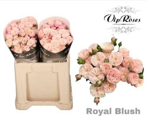 Rosa tros Royal Blush