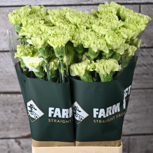 Dianthus standaard Jungle