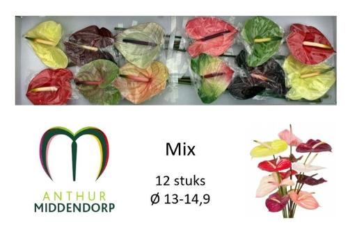 Anthurium Andreanum Grp gemengd