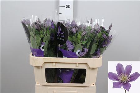 Clematis Amazing Sofia