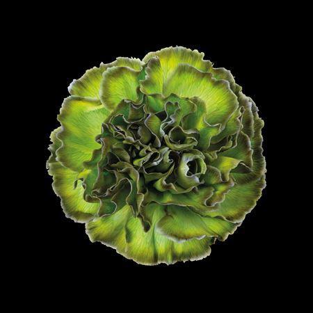 Dianthus standaard kleurbehandeld H%