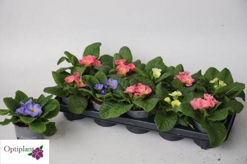 Primula Acaulis Grp Candy gemengd
