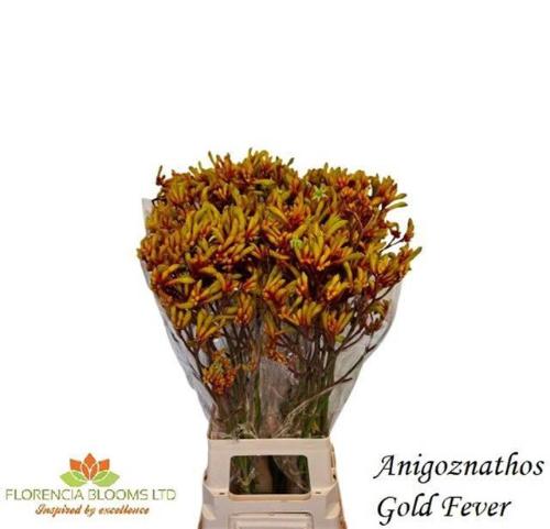 Anigozanthos 'Gold Fever'
