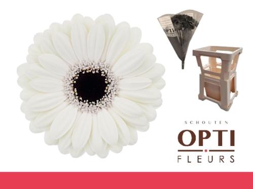Gerbera mini Olaf