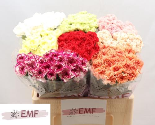 Dianthus standaard gemengd in fust