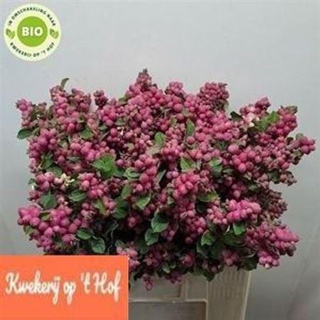 Symphoricarpos (Pink Berry Grp) Magical Ruby Giant