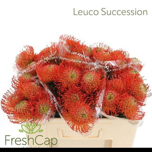 Leucospermum cordifolium 'Succession'