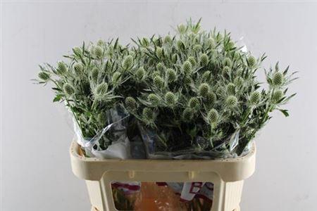 Eryngium Magical White Lagoon