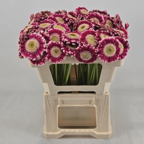 Gerbera mini 'Cassis'