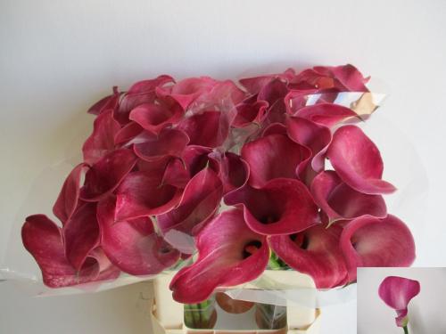 Zantedeschia 'Denver'