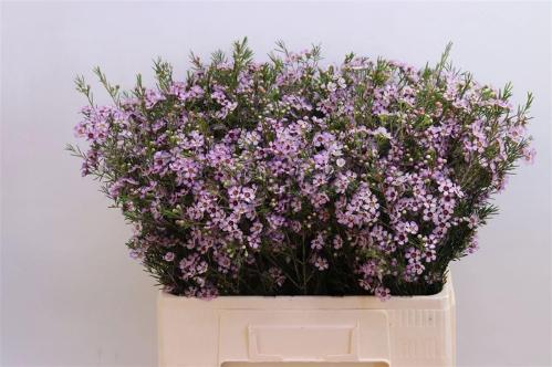 Chamelaucium uncinatum 'Early Nir'