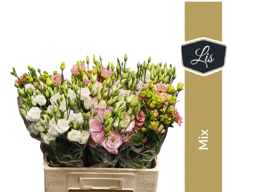 Eustoma russellianum gevuldbloemig gemengd in fust