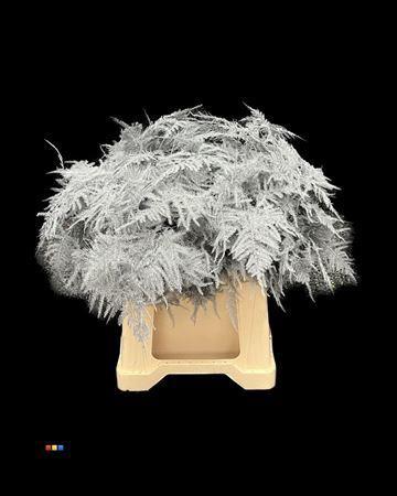 Asparagus overig kleurbehandeld H%