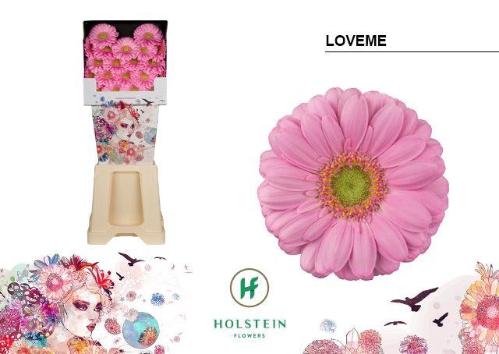 Gerbera mini 'Loveme'