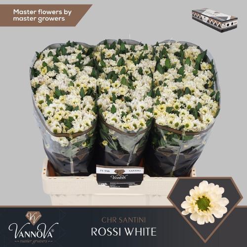 Chrysanthemum Indicum Grp tros santini 'Rossi White'
